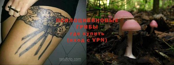 стаф Аркадак